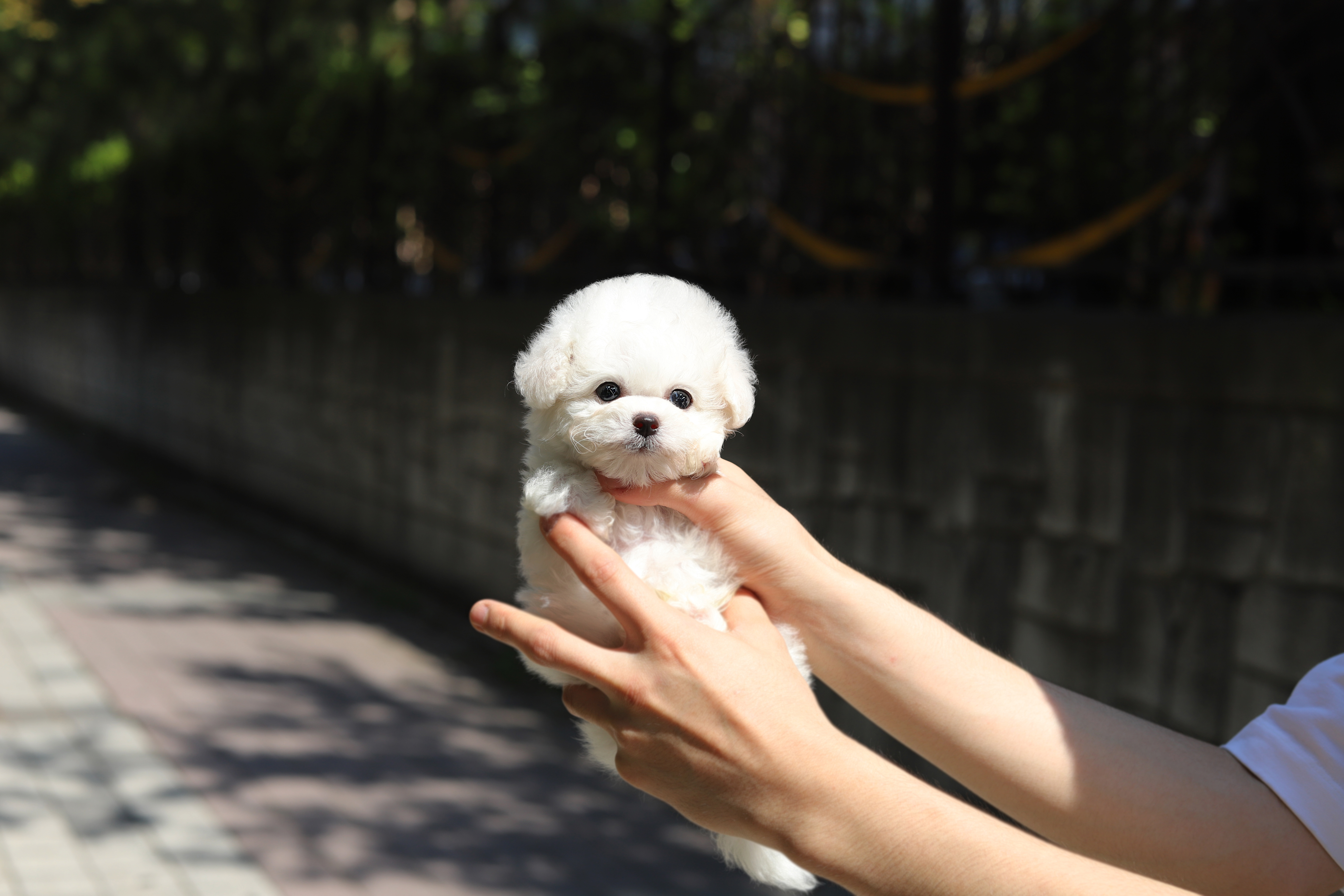 비숑프리제(10만원부터)