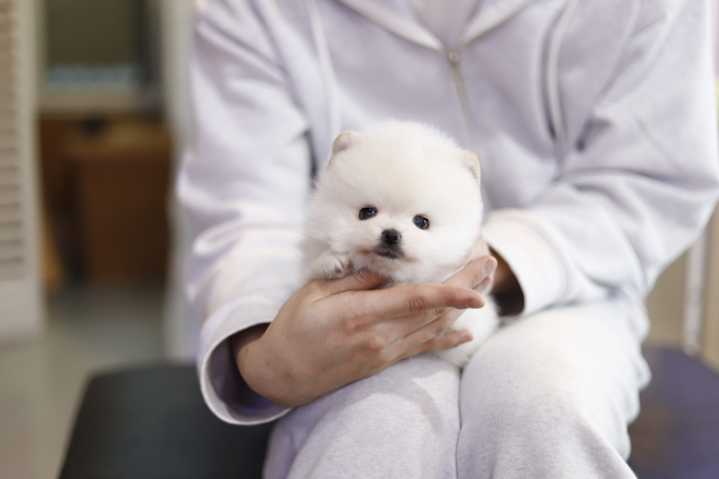 포메라니안(10만원부터)