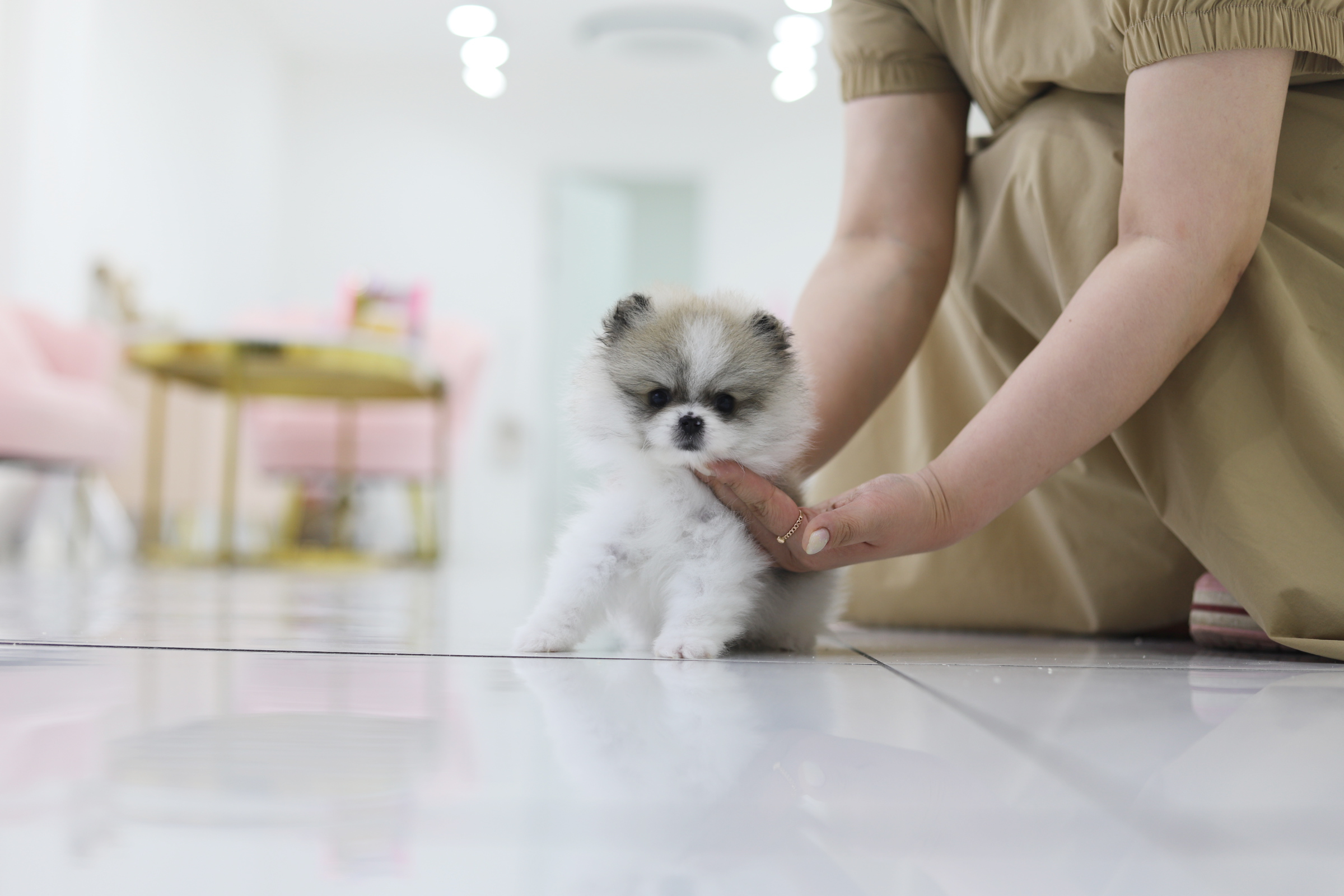 포메라니안(10만원부터)