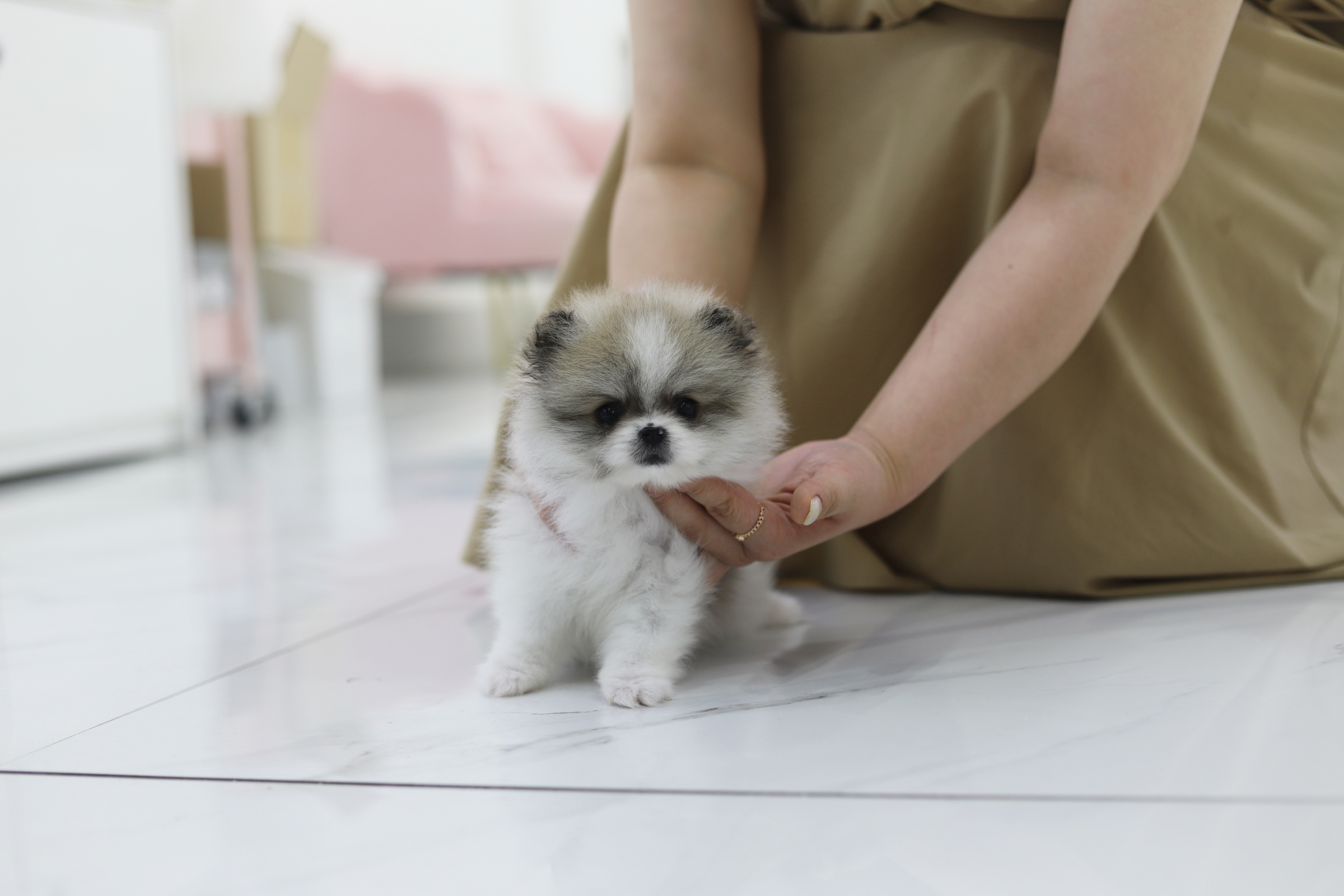 포메라니안(10만원부터)