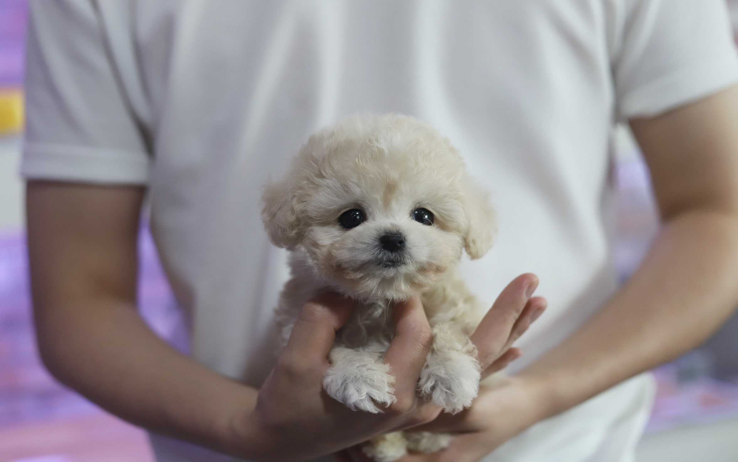 토이푸들분양(10만원부터)