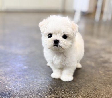 말티즈 분양합니다!