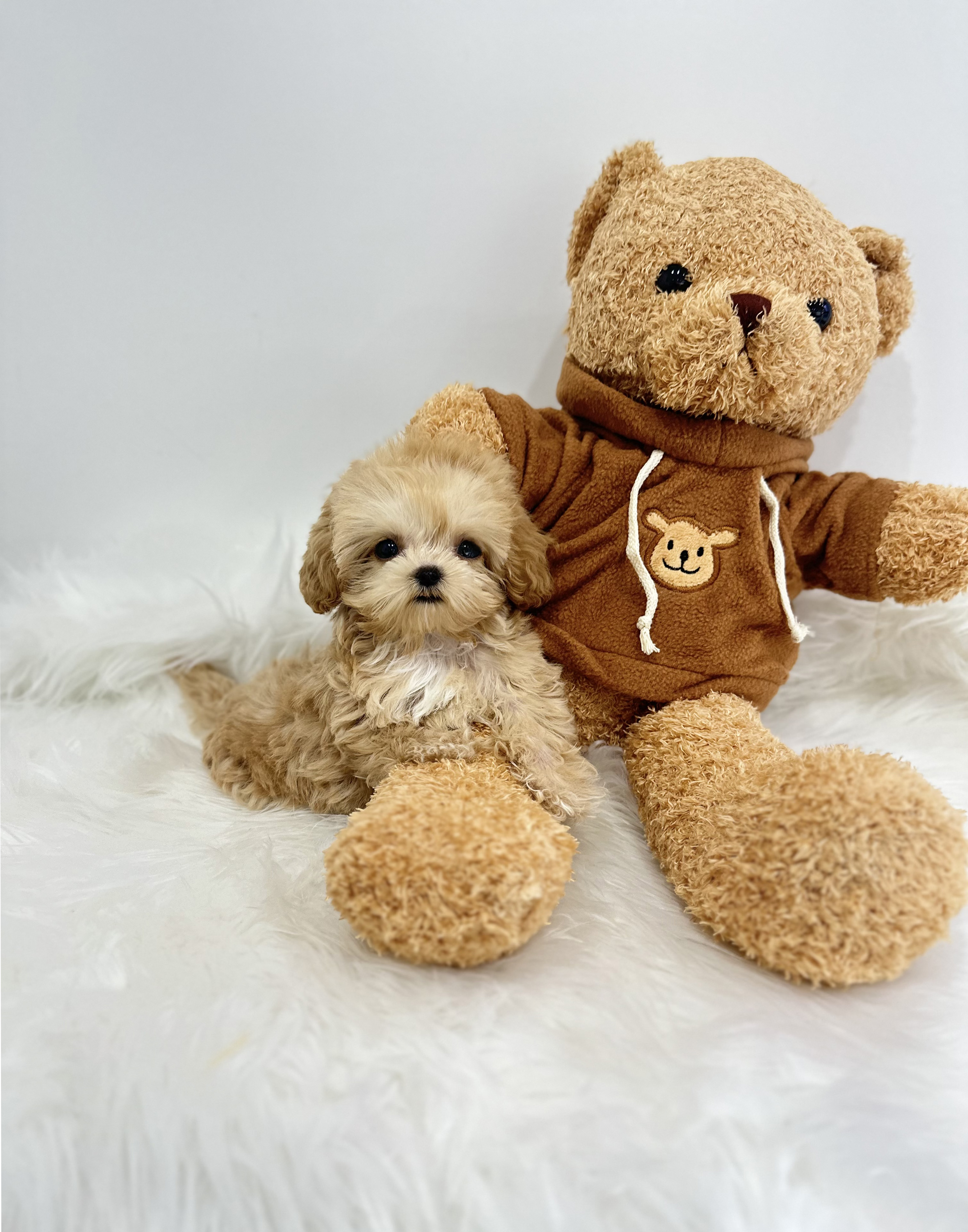 말티푸 분양합니다