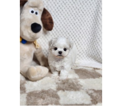 말티즈 분양합니다