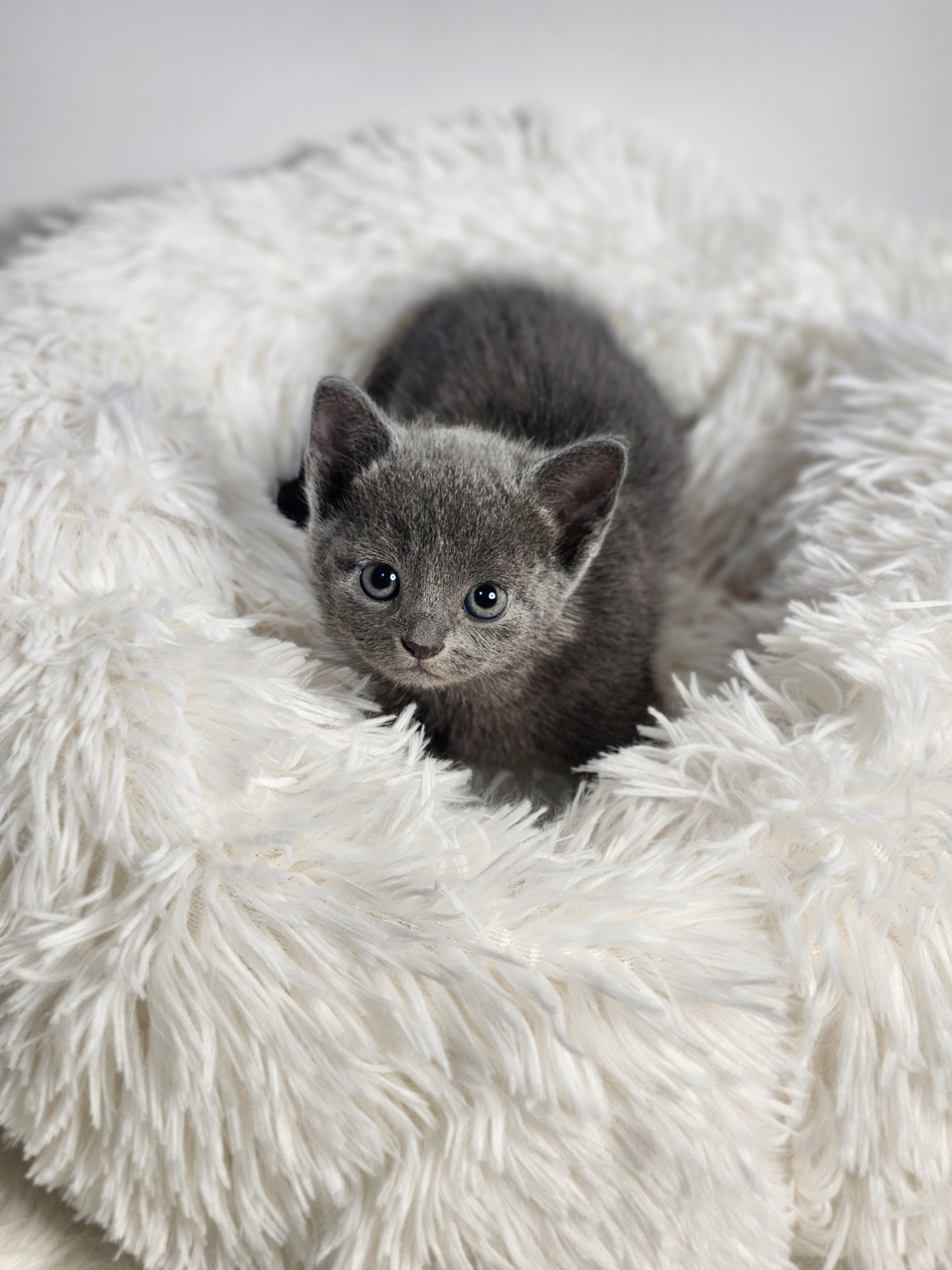 러시안블루 분양합니다