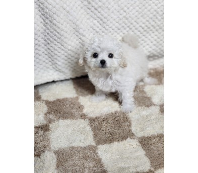 미니비숑 분양합니다