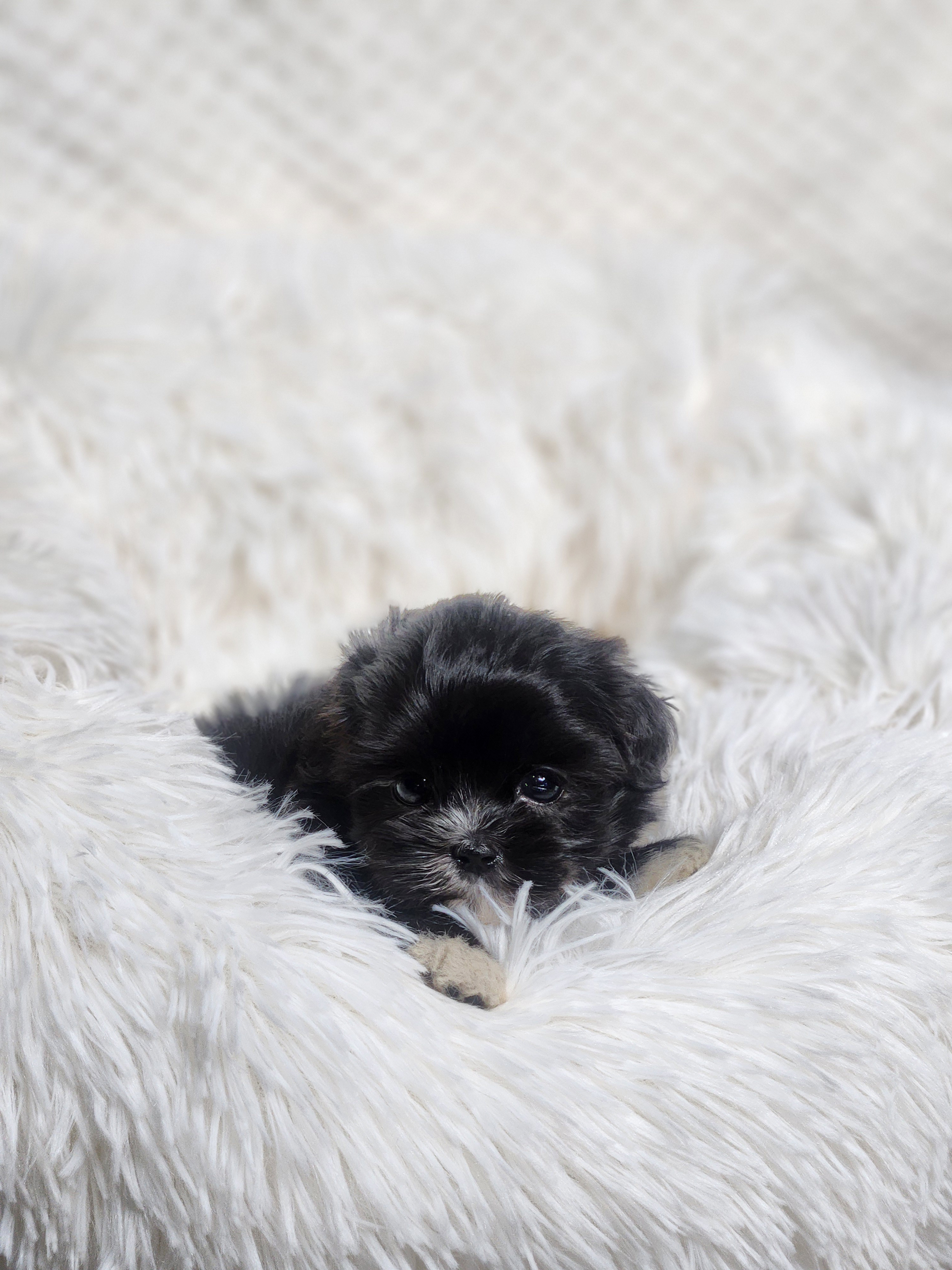 말티푸 분양합니다