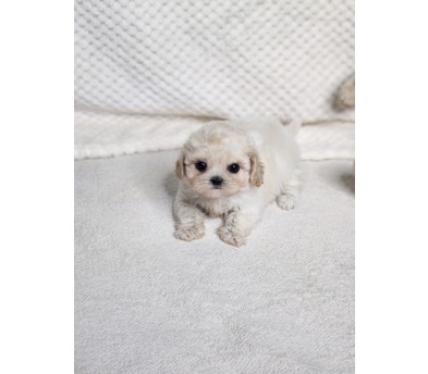 말티푸 분양합니다