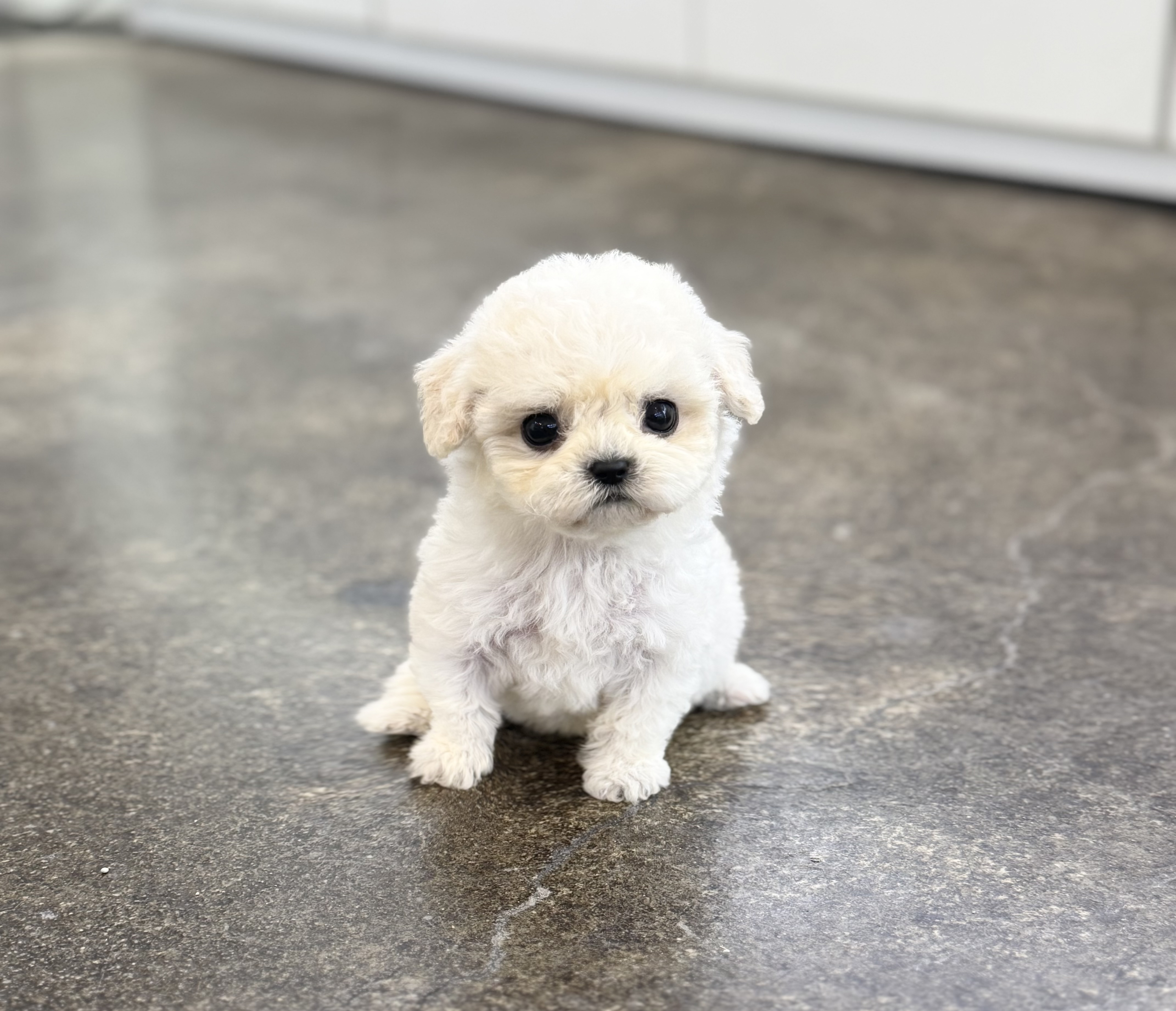 미니비숑 분양합니다