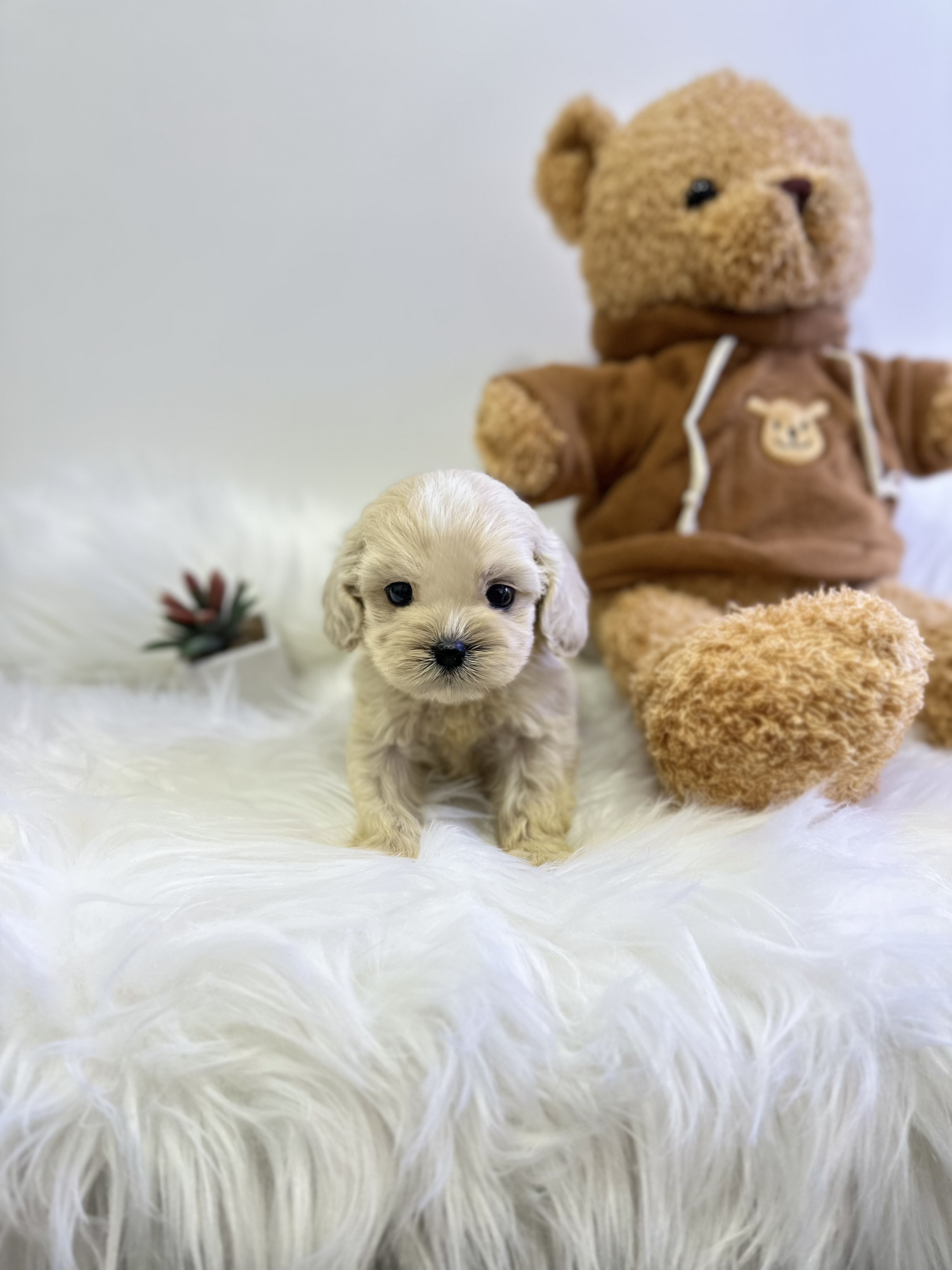 코카스파니엘 분양합니다