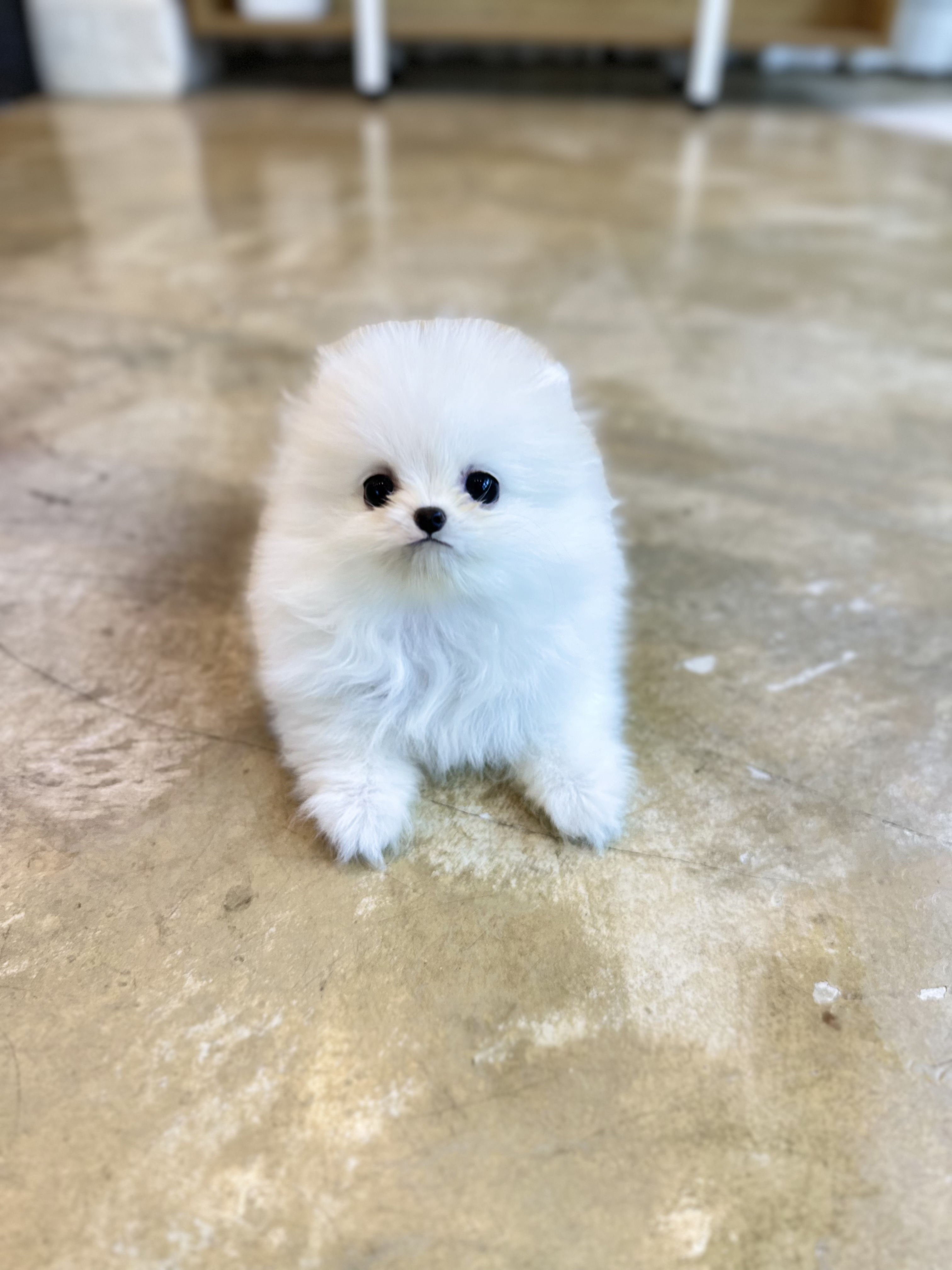 포메라니안 분양합니다