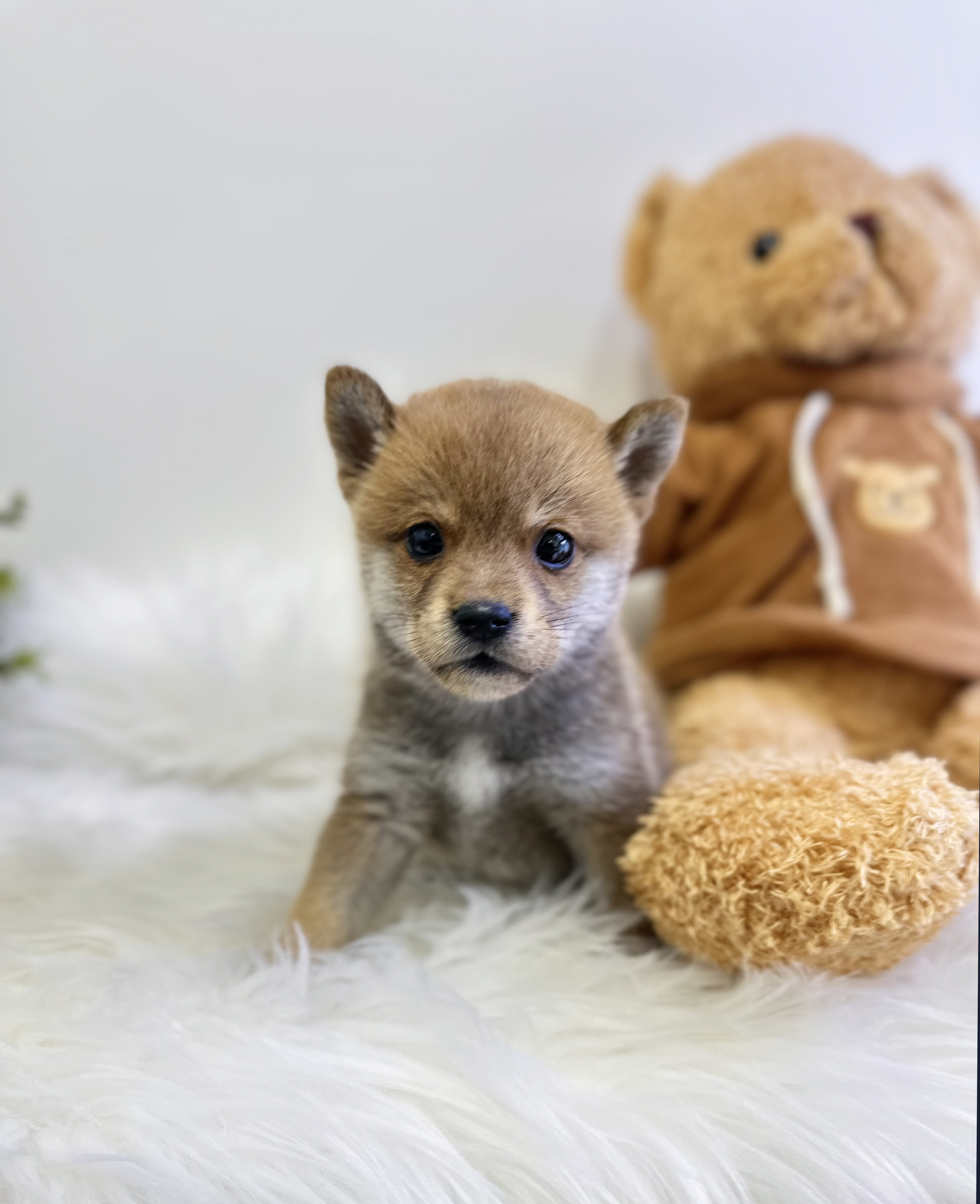 시바견 분양합니다