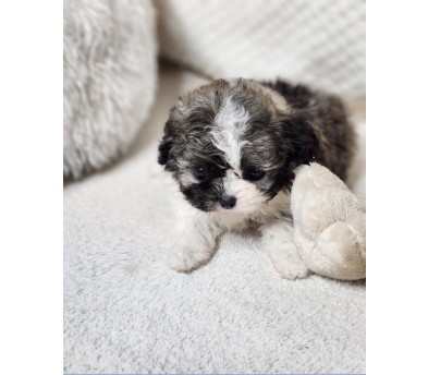 토이푸들 분양합니다