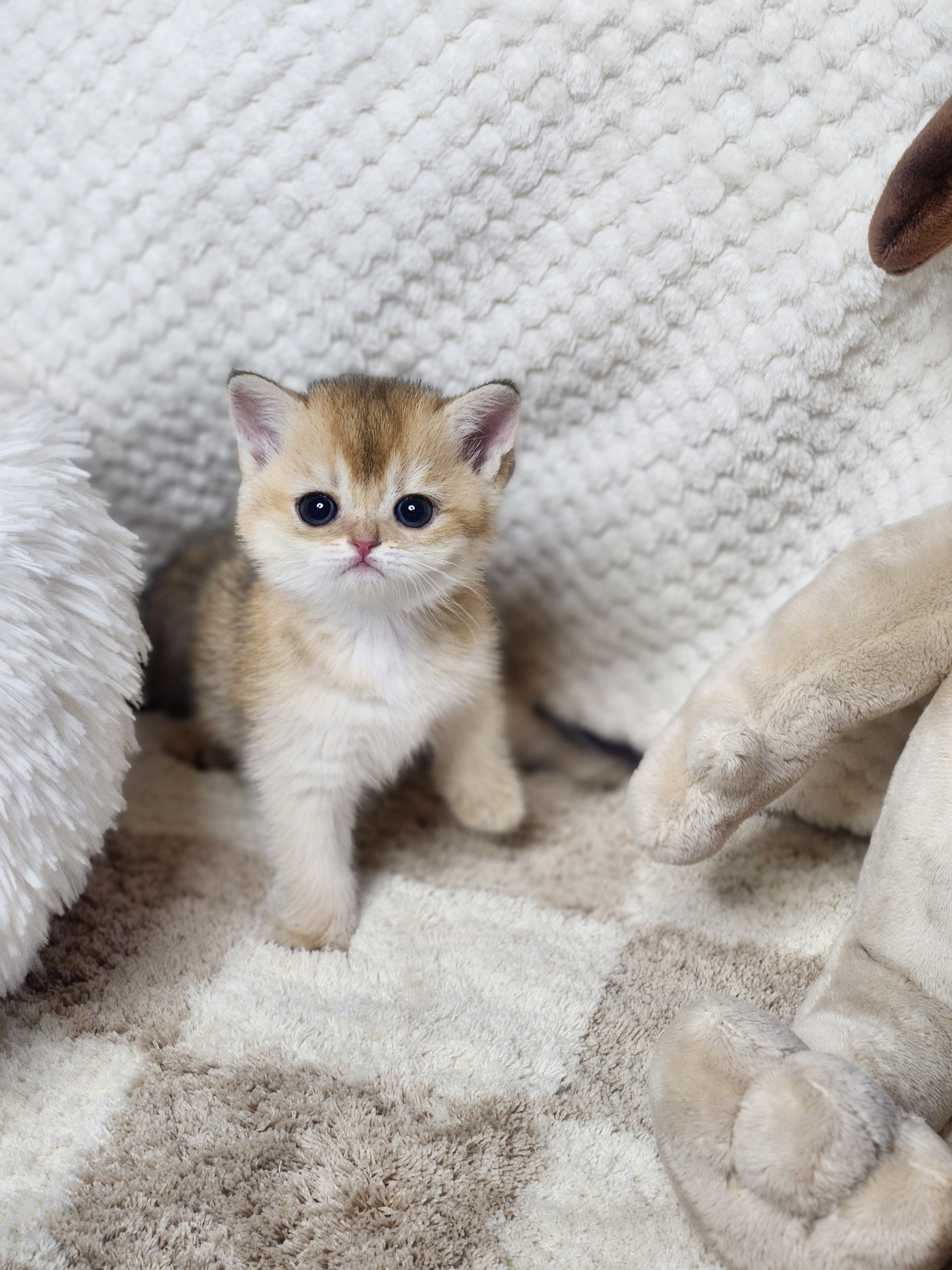 브리티쉬숏헤어 분양합니다