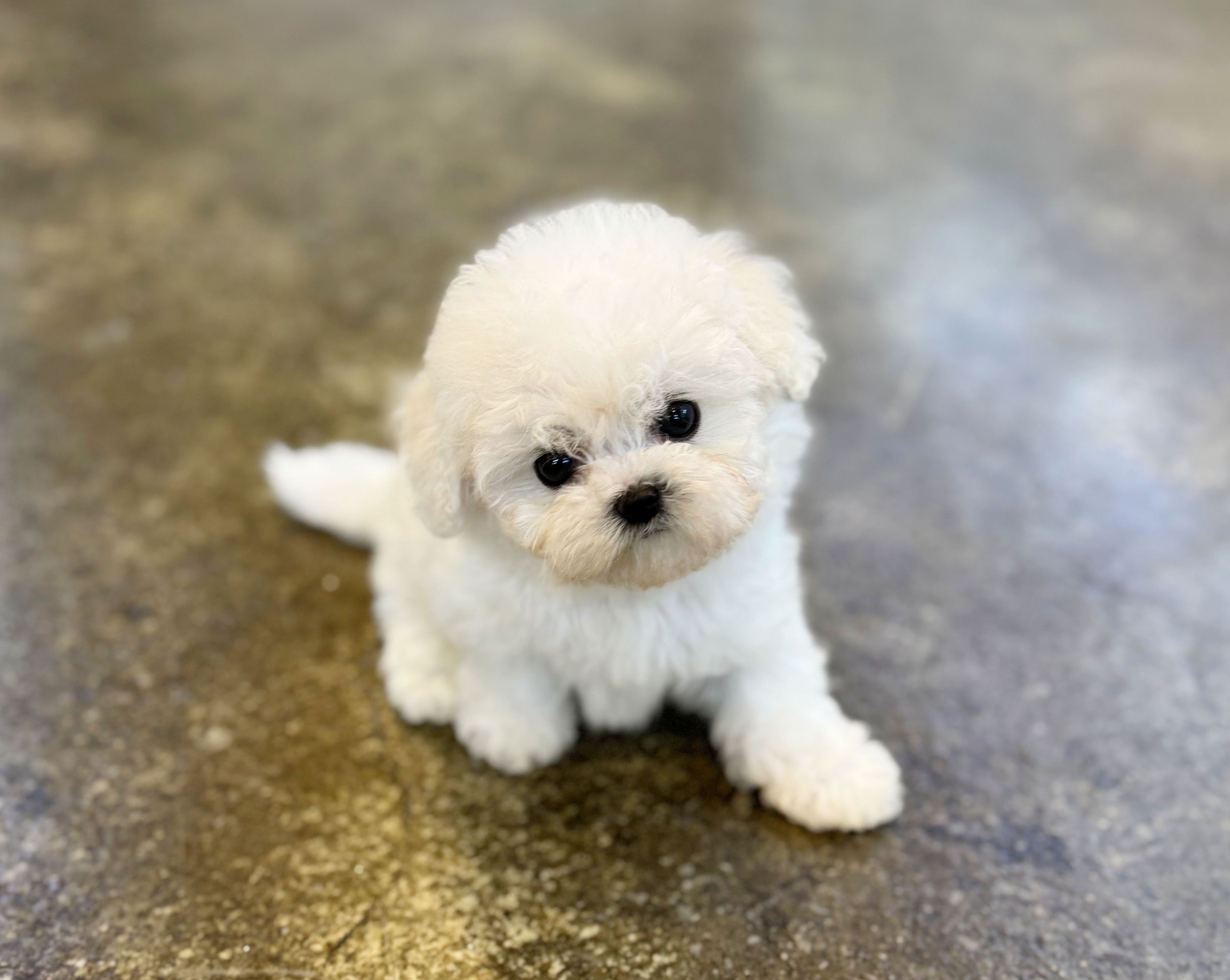 미니비숑 분양합니다