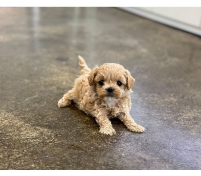 말티푸 분양합니다