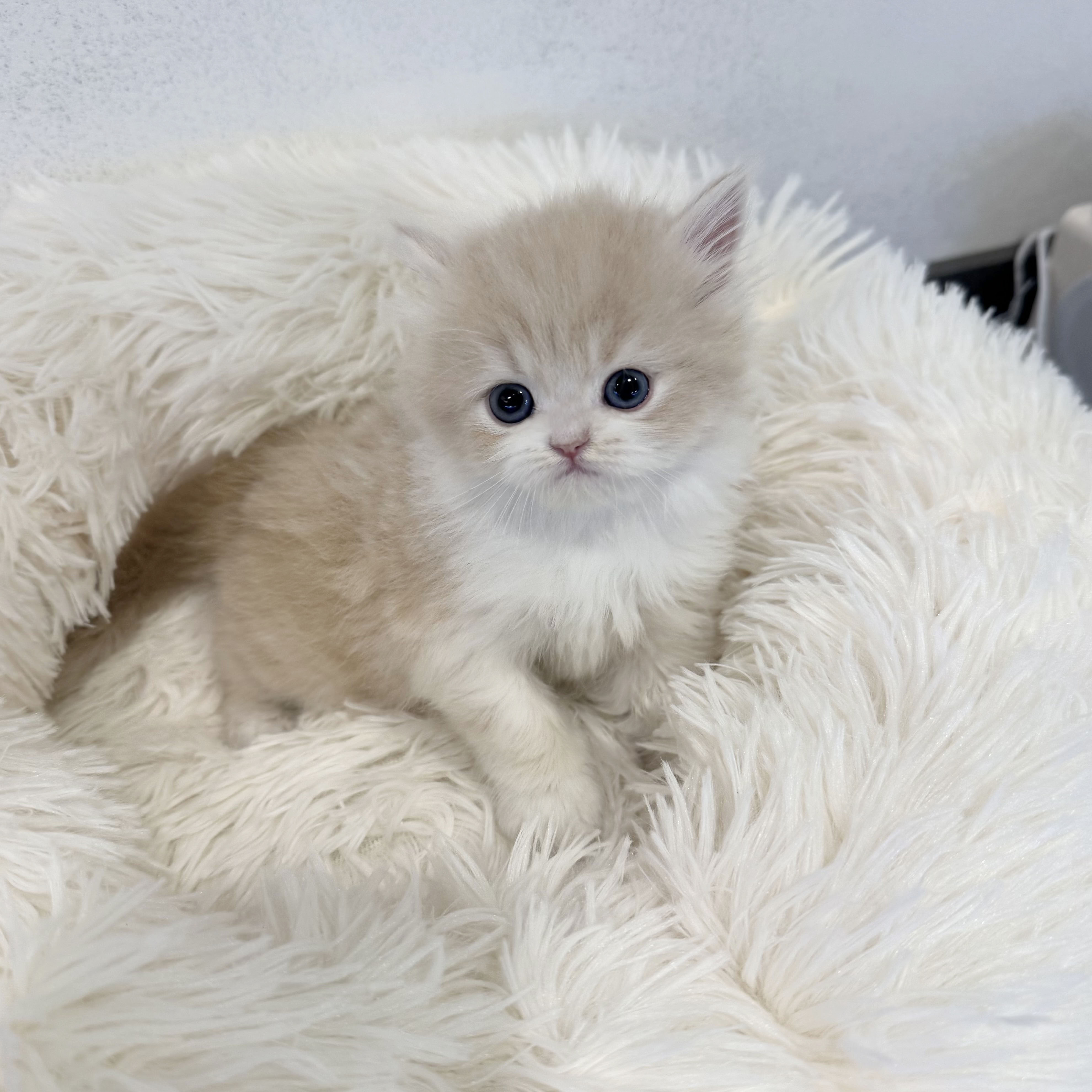 브리티시 분양합니다