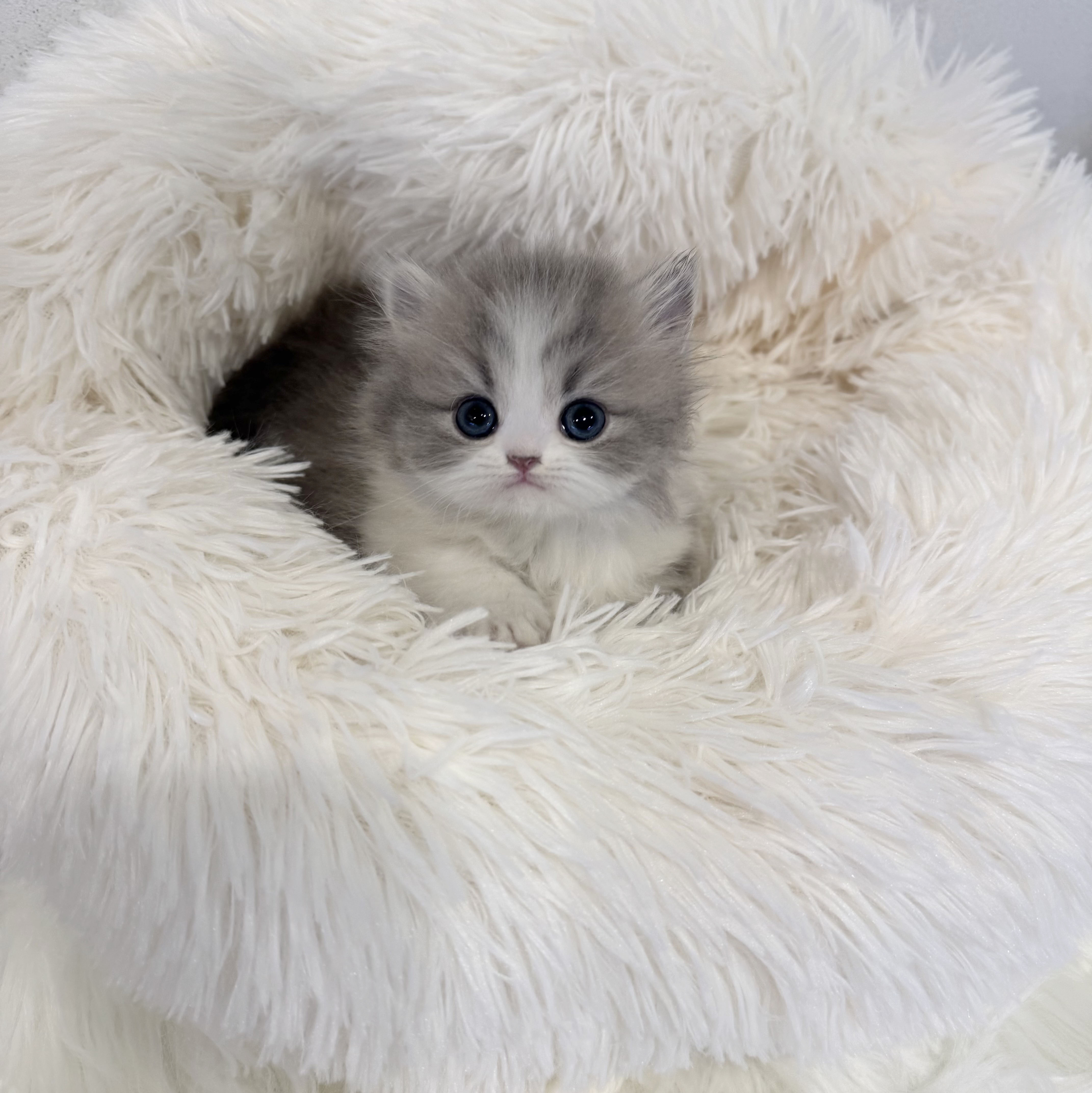 먼치킨 분양합니다