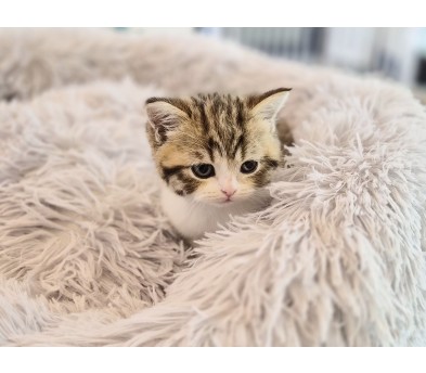 브리티시숏헤어 분양합니다!